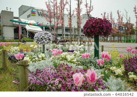 Odaiba flowerbed 64816542