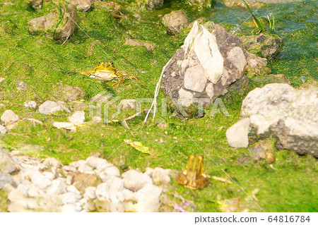 green frog sits on a stone in the middle of a 64816784