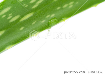 fresh aloe vera leaves with water drops fresh aloe vera leaves with water drops 64817432