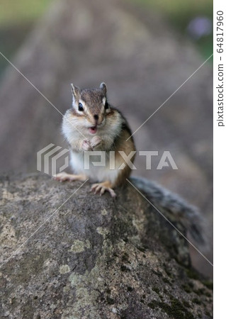 Chipmunk Chipmunk 64817960