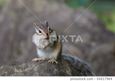 花栗鼠 64817964