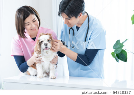 Vet and cavalier 64818327