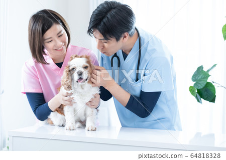 Vet and cavalier 64818328