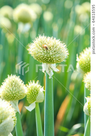 Minuma rice field long onion field 64818595