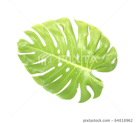 monstera leaf with drop of water isolated on white 64818962