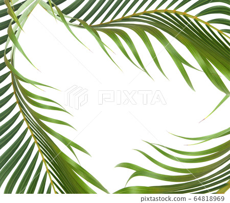 green leaf of palm tree on white background green leaf of palm tree on white background 64818969