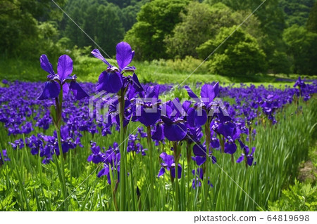 Ayame blooming in the flower iris garden of Maesawa Kumiya, Minamiaizu Town Ayame blooming in the flower iris garden of Maesawa Kumiya, Minamiaizu Town 64819698