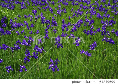 南會津町前澤久彌的花虹膜花園中盛開的菜 64819699