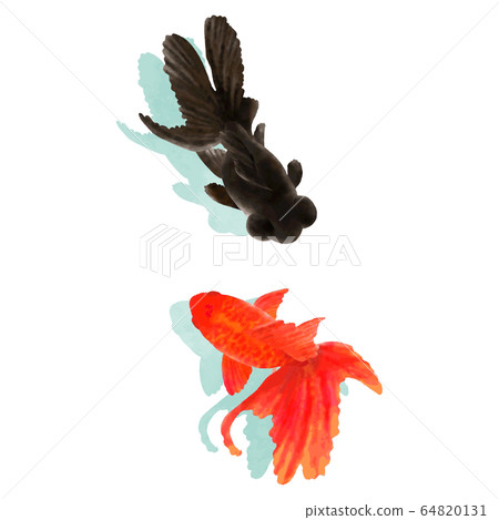 手繪水彩金魚圖03 手繪水彩金魚圖03 64820131