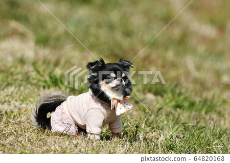 吉娃娃長外套打扮 吉娃娃長外套打扮 64820168