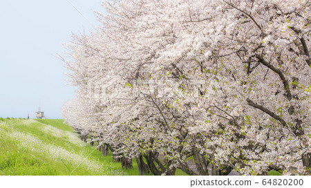 Sakurabuki riverbed 64820200