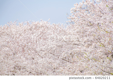 SakuraFubuki  64820211