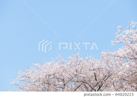 SakuraFubuki  64820223