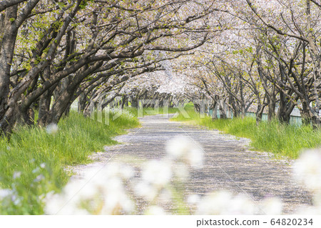 Row of cherry trees 64820234