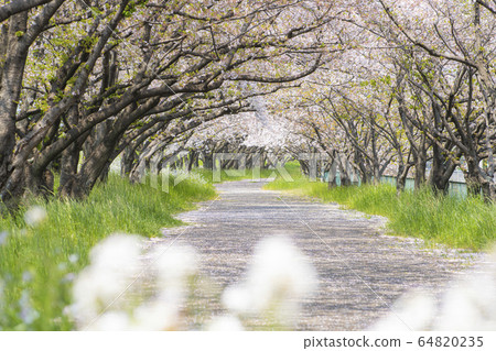 Row of cherry trees 64820235