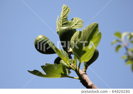 Blue Flower 64820280