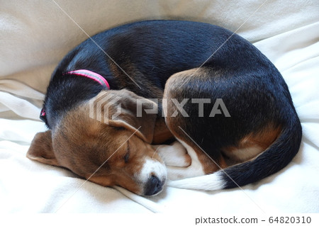 Beagle Indoor Dog Medium Dog Puppy Puppy Dog Beagle Indoor Dog Medium Dog Puppy Puppy Dog 64820310