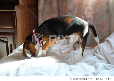 Beagle indoor dog medium-sized dog puppy puppy dog house dust dust 64820312