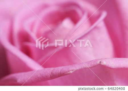 Rose flower fragment macro shot Rose flower fragment macro shot 64820408