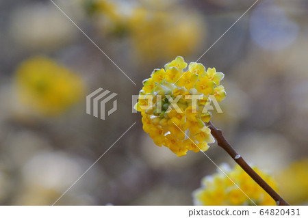 Colony of Mitsumata 64820431