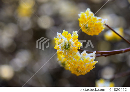 Colony of Mitsumata 64820432