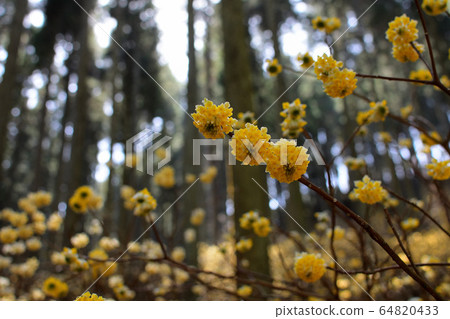 Colony of Mitsumata 64820433