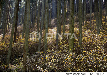 Colony of Mitsumata 64820434