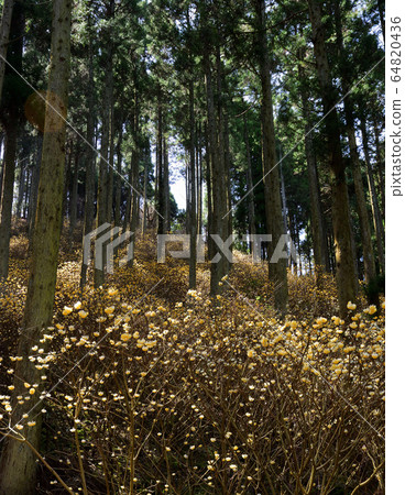 Mitsumata的殖民地 64820436