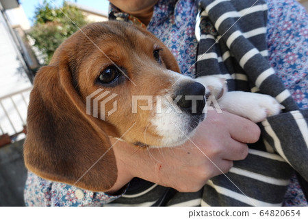 Beagle sling puppy puppy dog hug Beagle sling puppy puppy dog hug 64820654