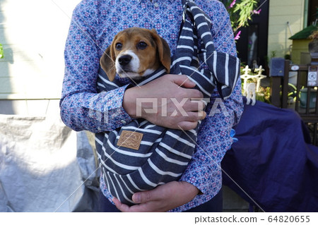 Beagle sling puppy puppy dog hug Beagle sling puppy puppy dog hug 64820655