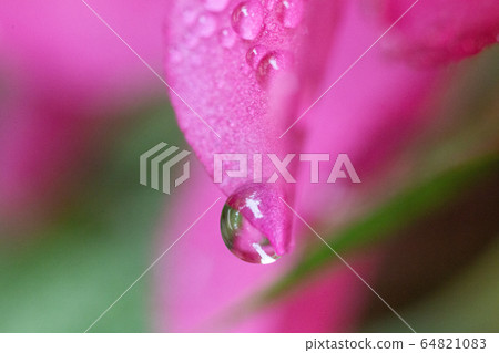 Water drop flower Water drop flower 64821083