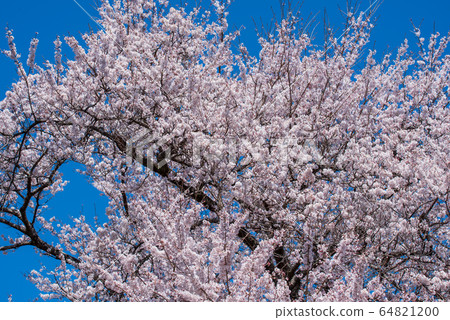Ed Higanzakura Hachigata Castle Park Yoriicho 64821200