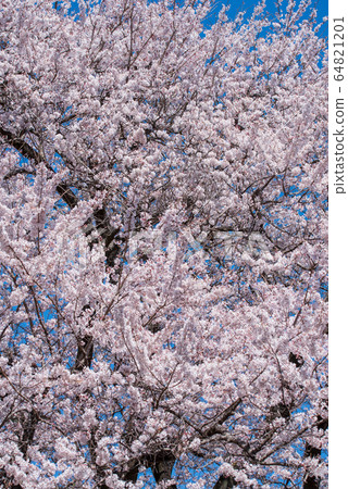 Ed Higanzakura Hachigata城堡公園約裡町 Ed Higanzakura Hachigata城堡公園約裡町 64821201