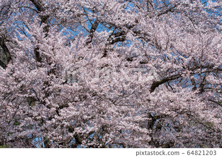 Ed Higanzakura Hachigata Castle Park Yoriicho 64821203