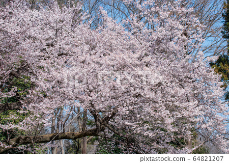 Ed Higanzakura Hachigata Castle Park Yoriicho 64821207