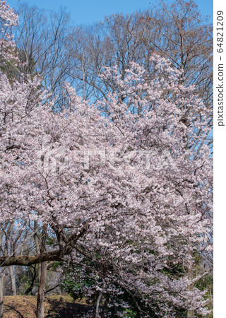 Ed Higanzakura Hachigata城堡公園約裡町 Ed Higanzakura Hachigata城堡公園約裡町 64821209