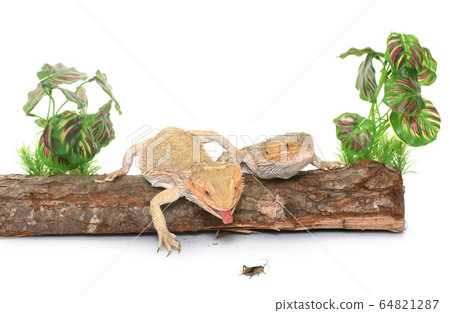 bearded dragons eating cricket 64821287