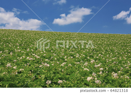 北海道馬鈴薯田和藍藍的天空 照片素材 圖片 圖庫