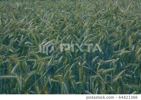 麥田 64821366