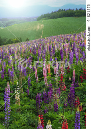 Lupine flowers and hills Lupine flowers and hills 64821376