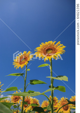 Sunflower and blue sky 64821396
