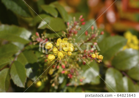 Oregon grape 64821643