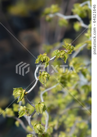 Corkscrew hazel Twister Corkscrew hazel Twister 64821646