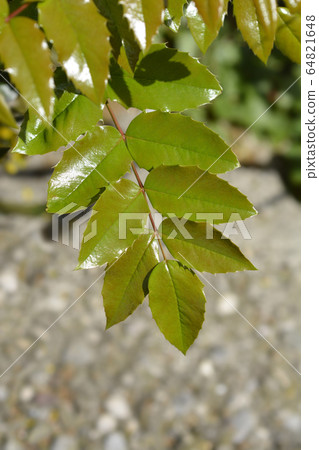 Oregon grape 64821648