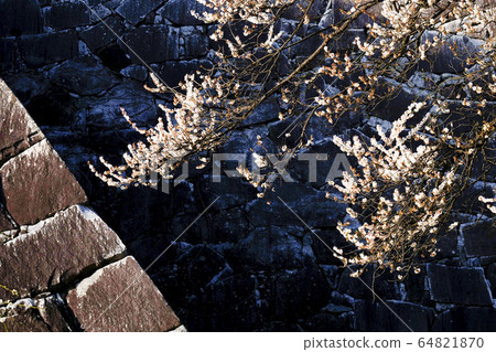 A photo of cherry blossoms, Makioka City, Iwate Prefecture, Hirakata Castle, Shiraume in Ishigaki 64821870