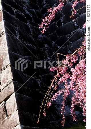 A photo of plum blossoms Morioka City, Iwate Prefecture Futakata Castle, weeping cherry trees 64821871