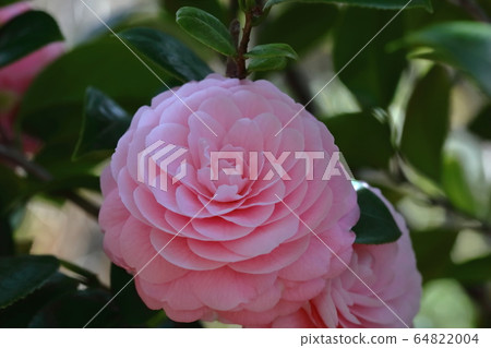 茶花冬天花樹春天的花樹 茶花冬天花樹春天的花樹 64822004