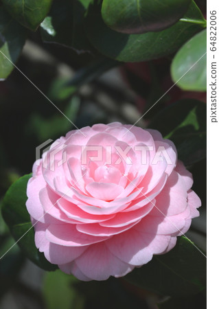 茶花冬天花樹春天的花樹 茶花冬天花樹春天的花樹 64822006