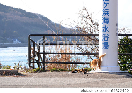 Wajima city stray cat at Sodegahama beach 64822400