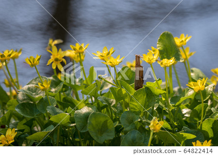 深谷綠色王國 64822414